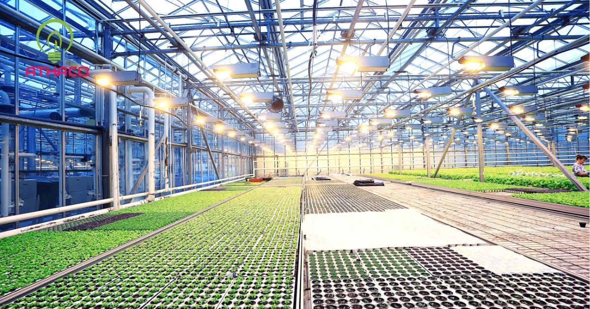 Các lĩnh vực nông nghiệp ứng dụng đèn LED hiệu quả