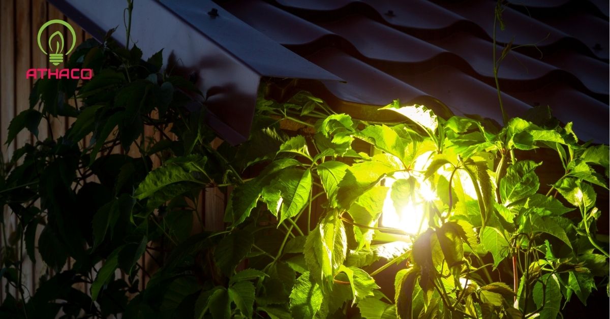Những lưu ý quan trọng khi sử dụng đèn LED cho cây