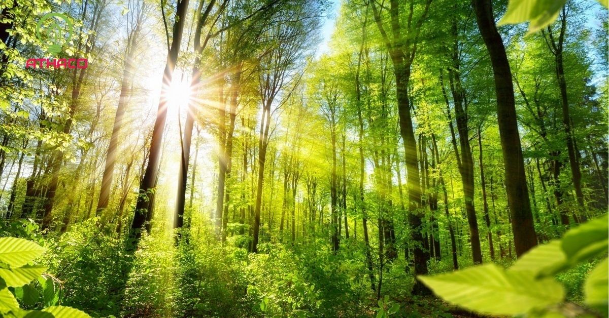 Vai trò của ánh sáng trong tự nhiên và môi trường